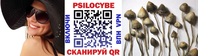 наркота Нерчинск Галлюциногенные грибы Magic Shrooms